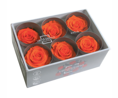 Trandafir criogenat Ø5.5-6cm portocaliu