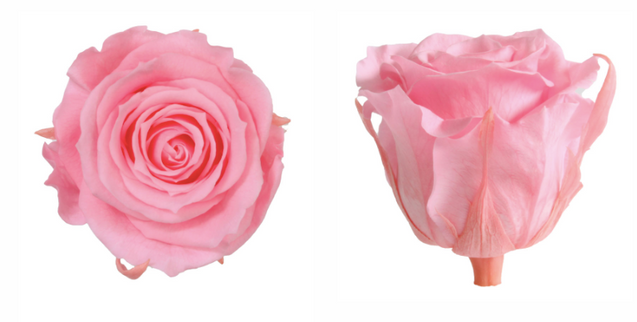 Trandafir criogenat Ø5.5-6cm roz deschis