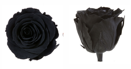 Trandafir criogenat Ø5.5-6cm negru