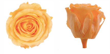 Trandafir criogenat Ø5.5-6cm piersica