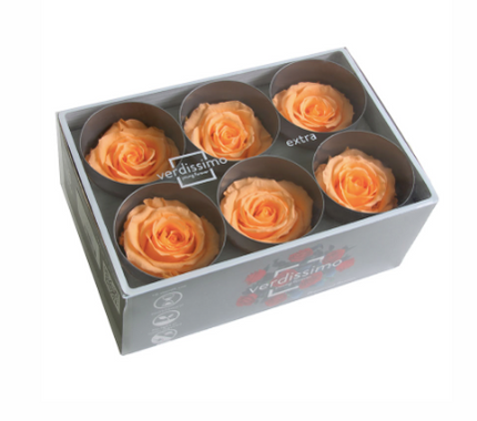 Trandafir criogenat Ø5.5-6cm piersica