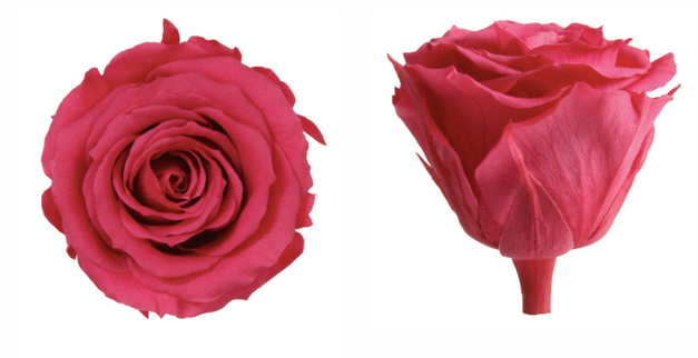 Trandafir criogenat Ø5.5-6cm roz inchis