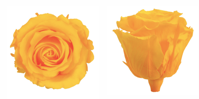 Trandafir criogenat Ø5.5-6cm galben cald