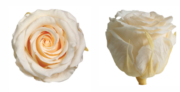 Trandafir criogenat Ø5.5-6cm champagne