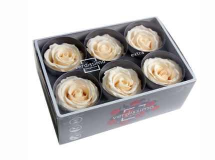 Trandafir criogenat Ø5.5-6cm champagne