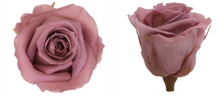 Trandafir criogenat Ø5.5-6cm cherry blossom