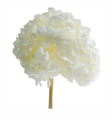 Hortensie criogenata Ø18cm alb