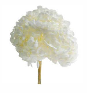 Hortensie criogenata Ø18cm alb