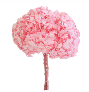 Hortensie criogenata Ø18cm roz pal