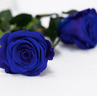Trandafir criogenat tija 30cm Roseamor Ø4.5cm albastru 03