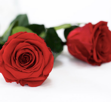 Trandafir criogenat tija 30cm Roseamor Ø4.5cm rosu red-01