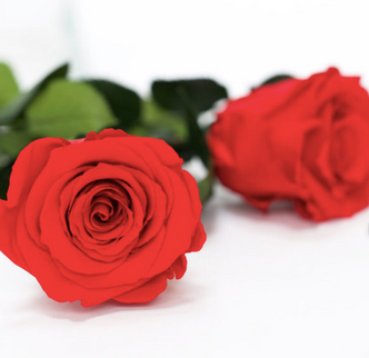 Trandafir criogenat tija 30cm Roseamor Ø4.5cm rosu red-02