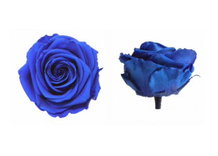 Trandafir criogenat Ø5.5-6cm albastru inchis