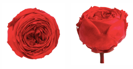 Trandafir criogenat garden Ø5.5-6CM rosu