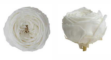 Trandafir criogenat garden Ø5-6CM ALB