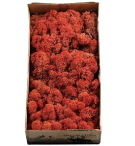 Licheni conservati Siena 500G