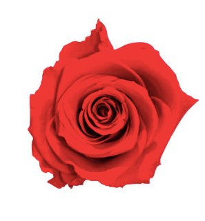 Trandafir criogenat Ø7cm rosu