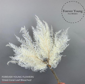 Feriga umbrella criogenata