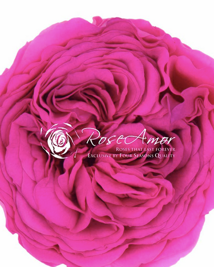 Trandafir criogenat garden Ø5.5-6cm roz inchis