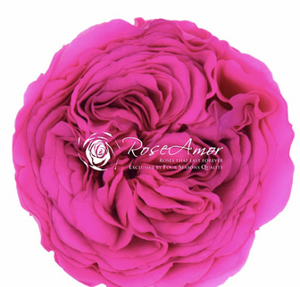 Trandafir criogenat garden Ø5.5-6cm roz inchis