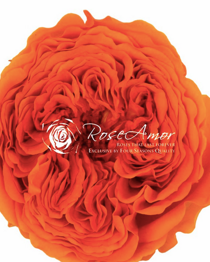 Trandafir criogenat garden Ø5.5-6cm portocaliu