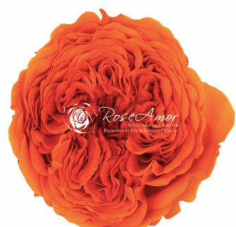 Trandafir criogenat garden Ø5.5-6cm portocaliu