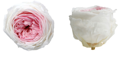 Trandafir criogenat garden Ø5.5-6cm alb cu roz