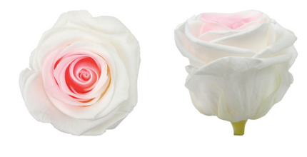 Trandafir criogenat Ø5.5-6cm ombre alb-roz