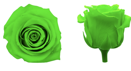 Trandafir criogenat Ø5.5-6cm lime green