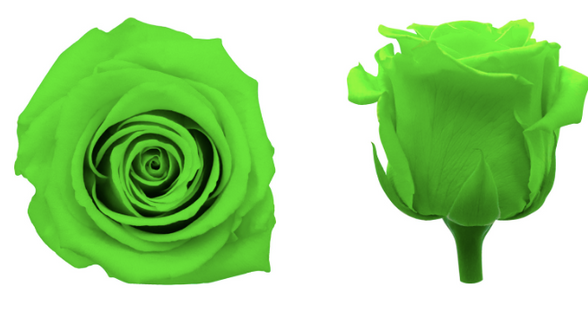 Trandafir criogenat Ø5.5-6cm lime green