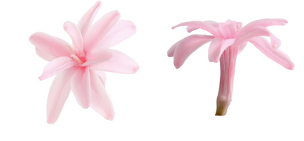 Tuberoze criogenate S/12 roz