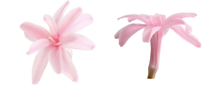 Tuberoze criogenate S/12 roz