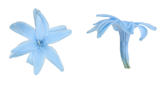 Tuberoze criogenate S/12 albastru