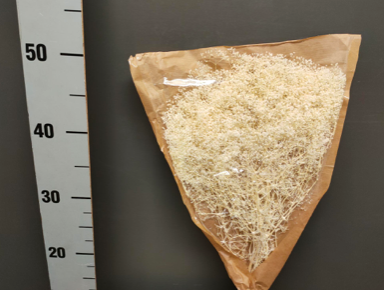 Gypsophila criogenata albita