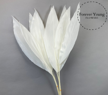 Aspidistra criogenata albita