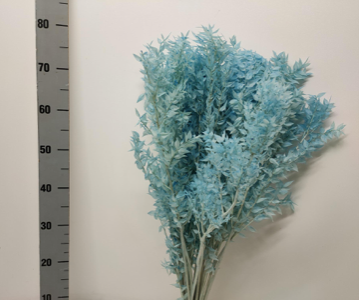 Ruscus criogenat albastru