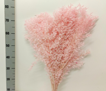 Ruscus criogenat roz pal