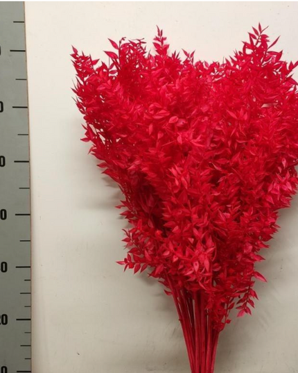 Ruscus criogenat rosu