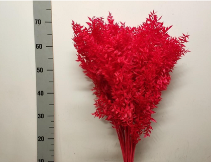 Ruscus criogenat rosu