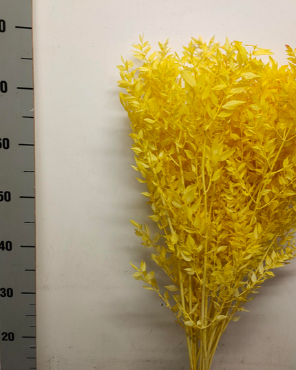 Ruscus criogenat galben