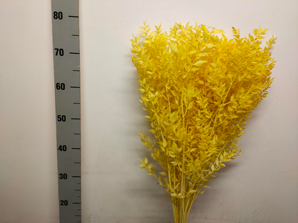 Ruscus criogenat galben