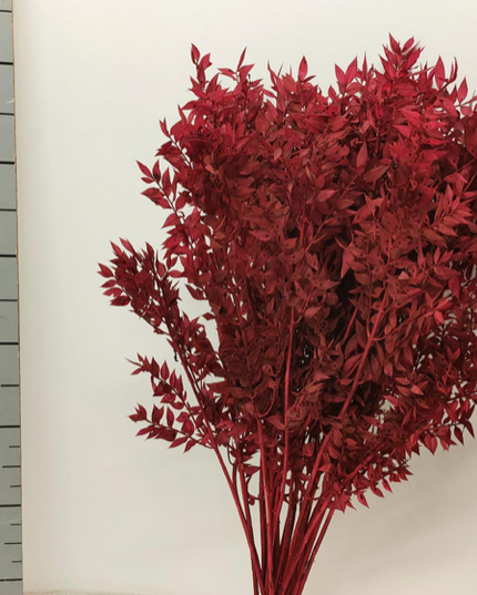 Ruscus criogenat visiniu