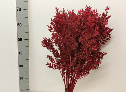 Ruscus criogenat visiniu