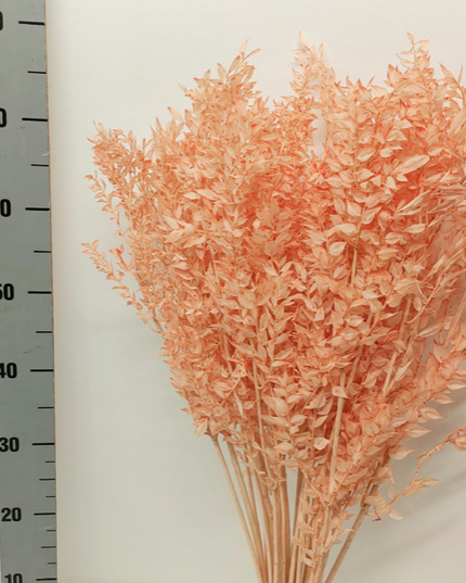 Ruscus criogenat peach