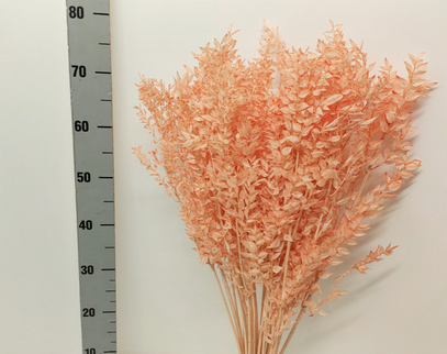 Ruscus criogenat peach