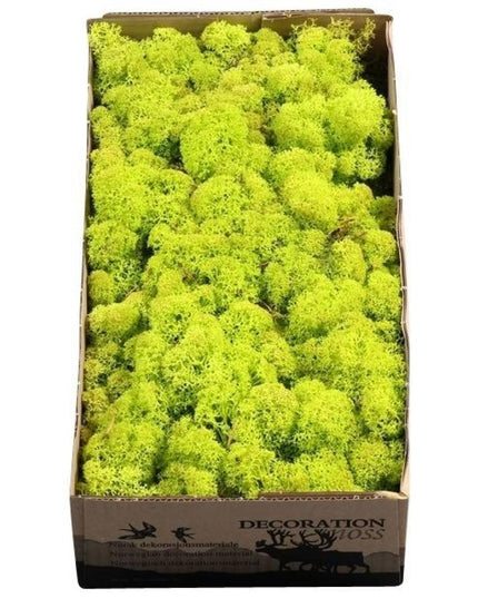 Licheni conservati Spring groen 500G