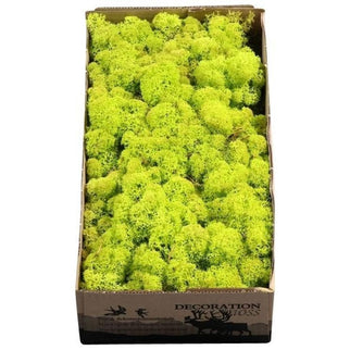 Licheni conservati Spring groen 500G