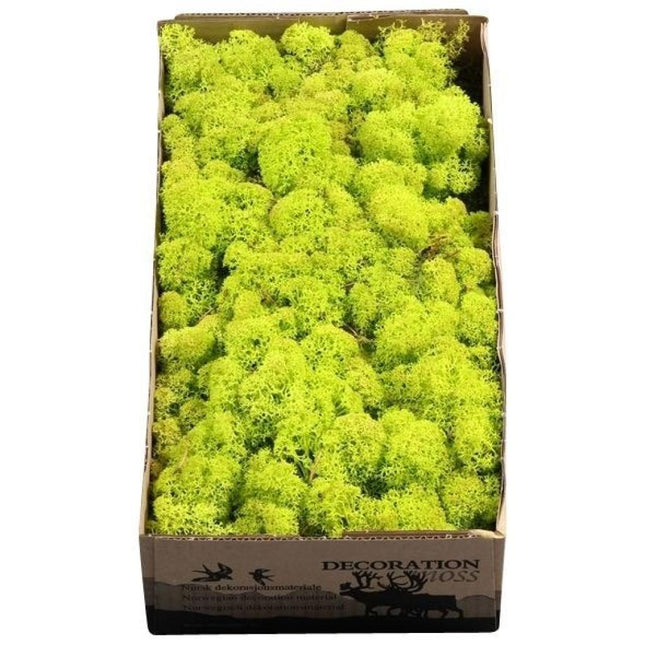 Licheni conservati Spring groen 500G