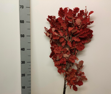 FRUNZE STEJAR CRIOGENATE ROSU S/5