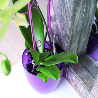 Suport orhidee 55cm simplu transparent